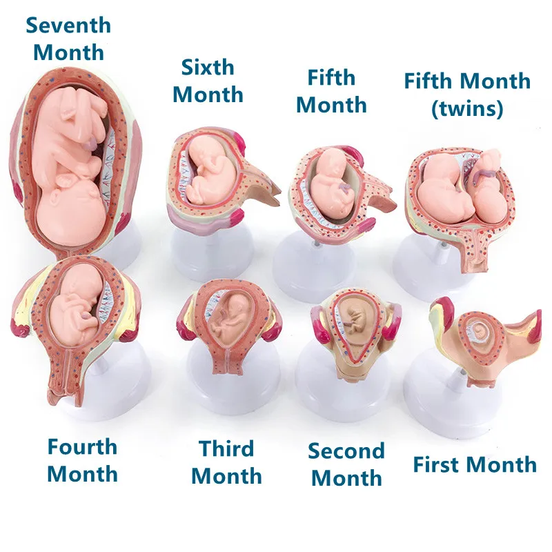 Human pregnancy embryo development fetus formation process model family planning display supplies 8pcs
Human pregnancy embryo development fetus formation process model family planning display supplies 8pcs