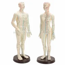 Human Body Acupuncture Model Female/Male Meridians Model Chart Book Chinese medicine 52cm