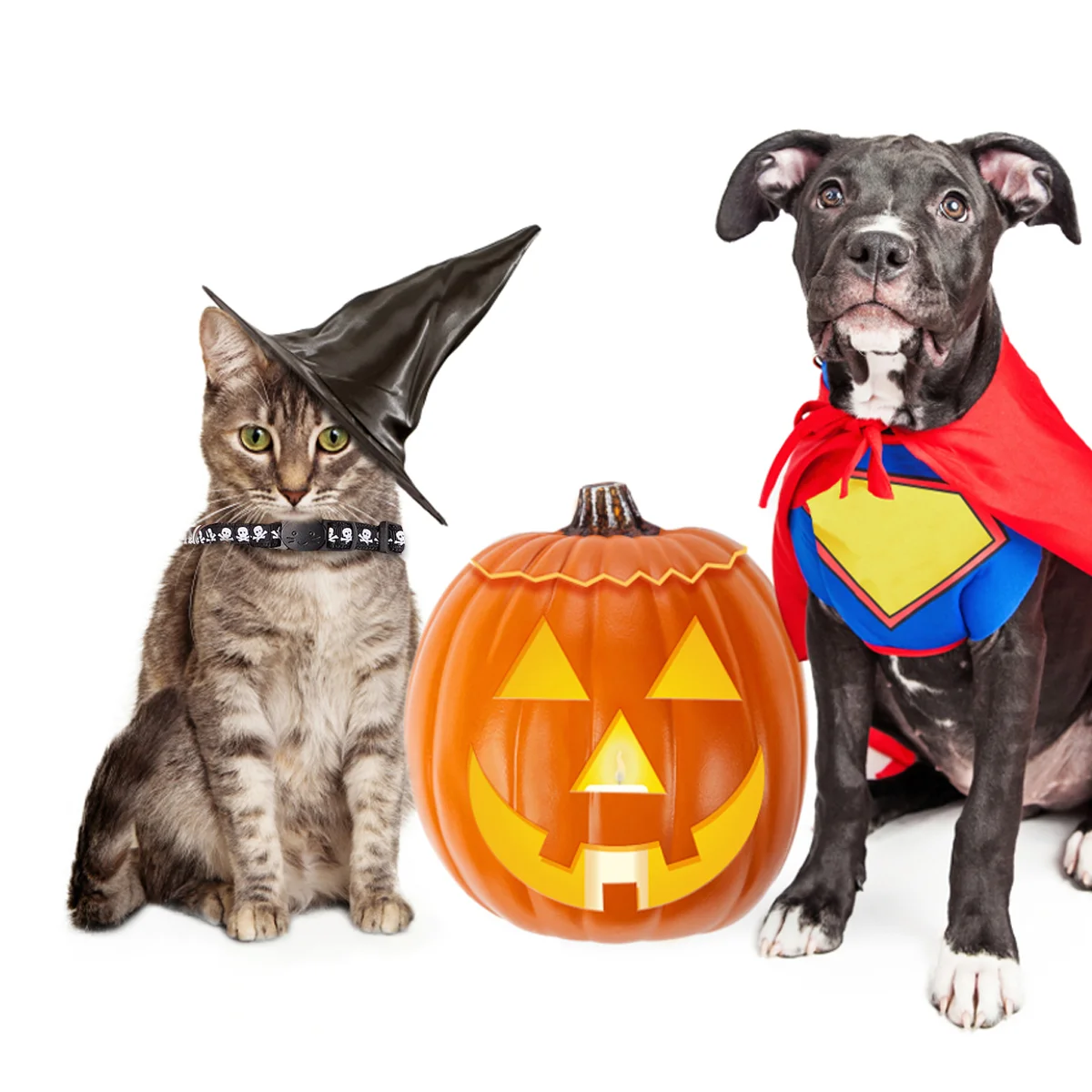 Collar Dog Collars Cat Halloweenpetpumpkin Small Dogs Pets Puppybell Costume Patterns Dressup Kawaii Strap Neck Girl Pattern
Collar Dog Collars Cat Halloweenpetpumpkin Small Dogs Pets Puppybell Costume Patterns Dressup Kawaii Strap Neck Girl Pattern