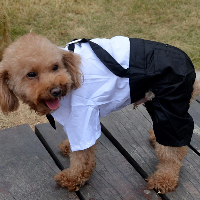 Luxury Dog Clothes High-End Puppy Dog Spring And Autumn Gentleman Suit Dress Bichon Vip Chihuahua Hiromi Pet Four-Legged Dress
Luxury Dog Clothes High-End Puppy Dog Spring And Autumn Gentleman Suit Dress Bichon Vip Chihuahua Hiromi Pet Four-Legged Dress