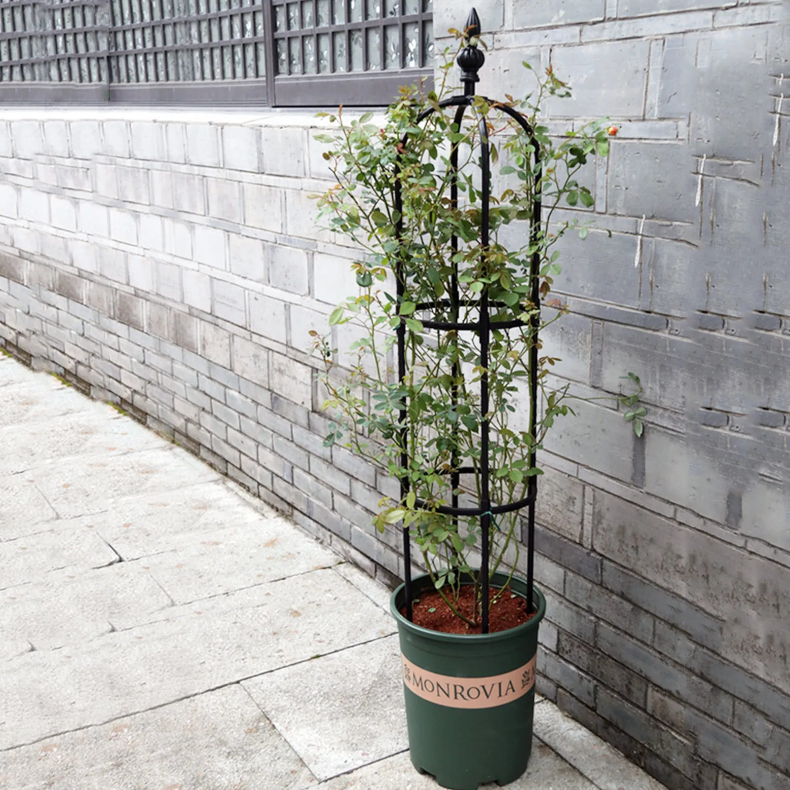 Obelisk Plant Climbing Plant Vine Rack Plant Potted Support Frame Coated Steel Flower Vegetables Decorative Trellis Bracket
Obelisk Plant Climbing Plant Vine Rack Plant Potted Support Frame Coated Steel Flower Vegetables Decorative Trellis Bracket