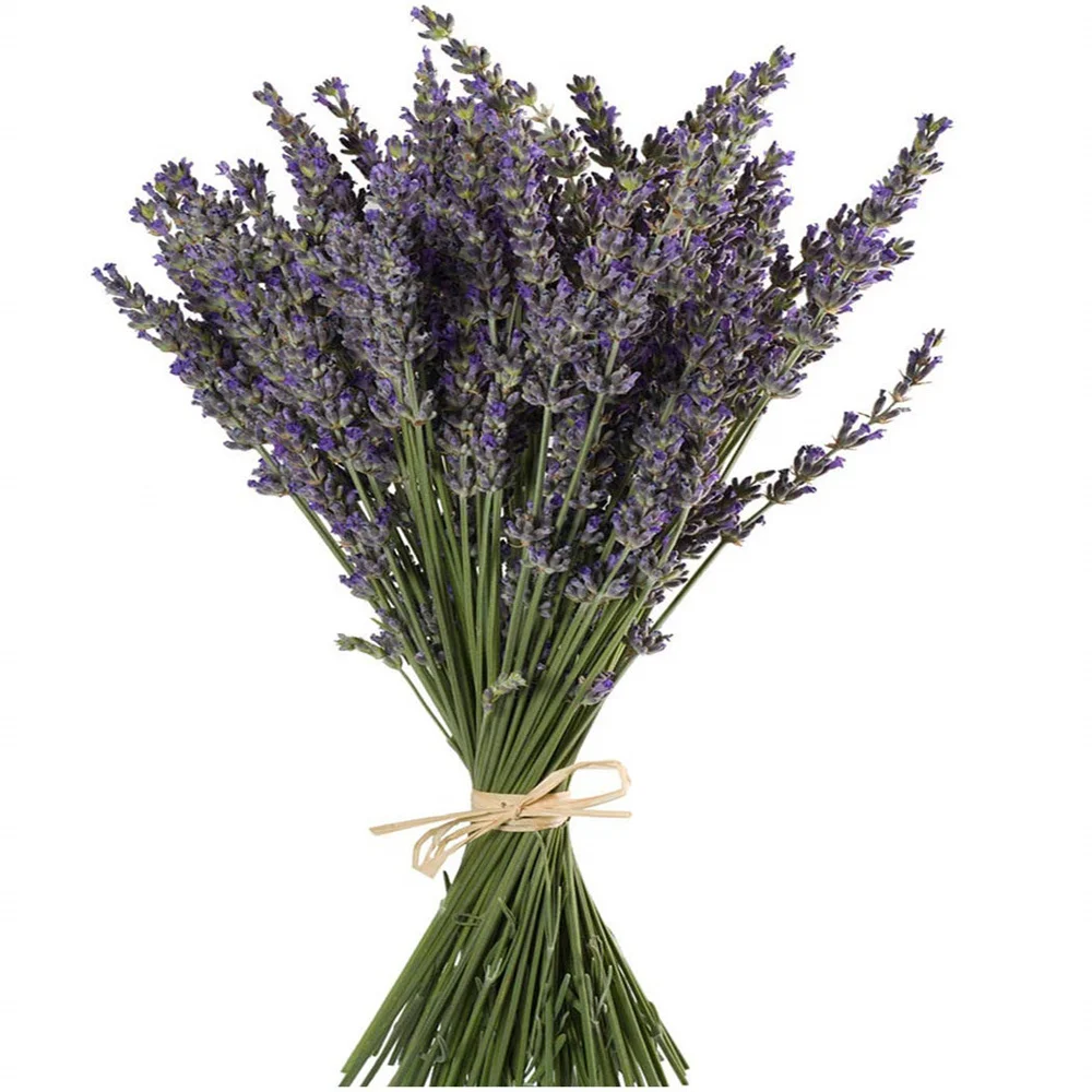 

Natural Lavender Bundles,Freshly 200+ Stems Dried Lavender Bunch,Decorative Flowers Bouquet for Wedding Home Decor,DIY Crafts
