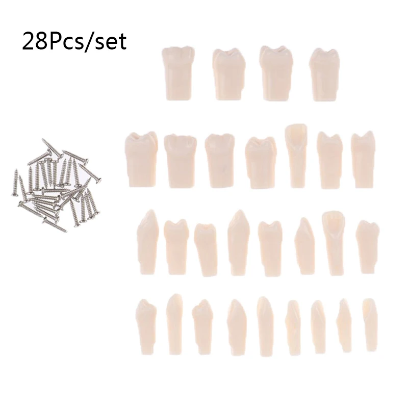 28Pcs/Set Removable Tooth For Practice Model Dental Granule And Screw Education Teaching Learning Simulation Model Teeth Model
28Pcs/Set Removable Tooth For Practice Model Dental Granule And Screw Education Teaching Learning Simulation Model Teeth Model