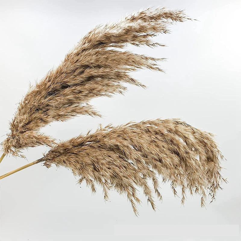 20/30pcs Natural Dried Flowers Bulrush Dry Flowers Real Pampas Grass For Decoration Party Wedding Party Home Decoration
20/30pcs Natural Dried Flowers Bulrush Dry Flowers Real Pampas Grass For Decoration Party Wedding Party Home Decoration