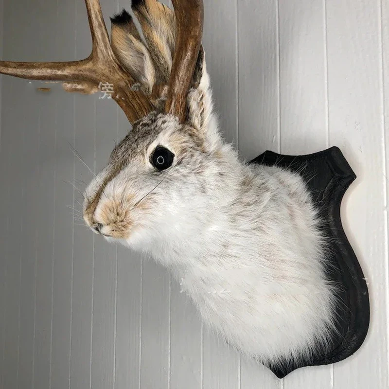 Animal Head Decoration Staghorn Rabbit Taxidermy Housewarming Gift Decoration On Traditional Black Wood Patch Room Decor
Animal Head Decoration Staghorn Rabbit Taxidermy Housewarming Gift Decoration On Traditional Black Wood Patch Room Decor