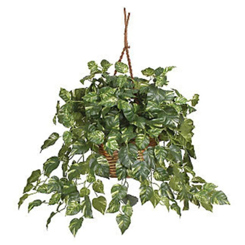 

Pothos Hanging Silk Plant with Basket