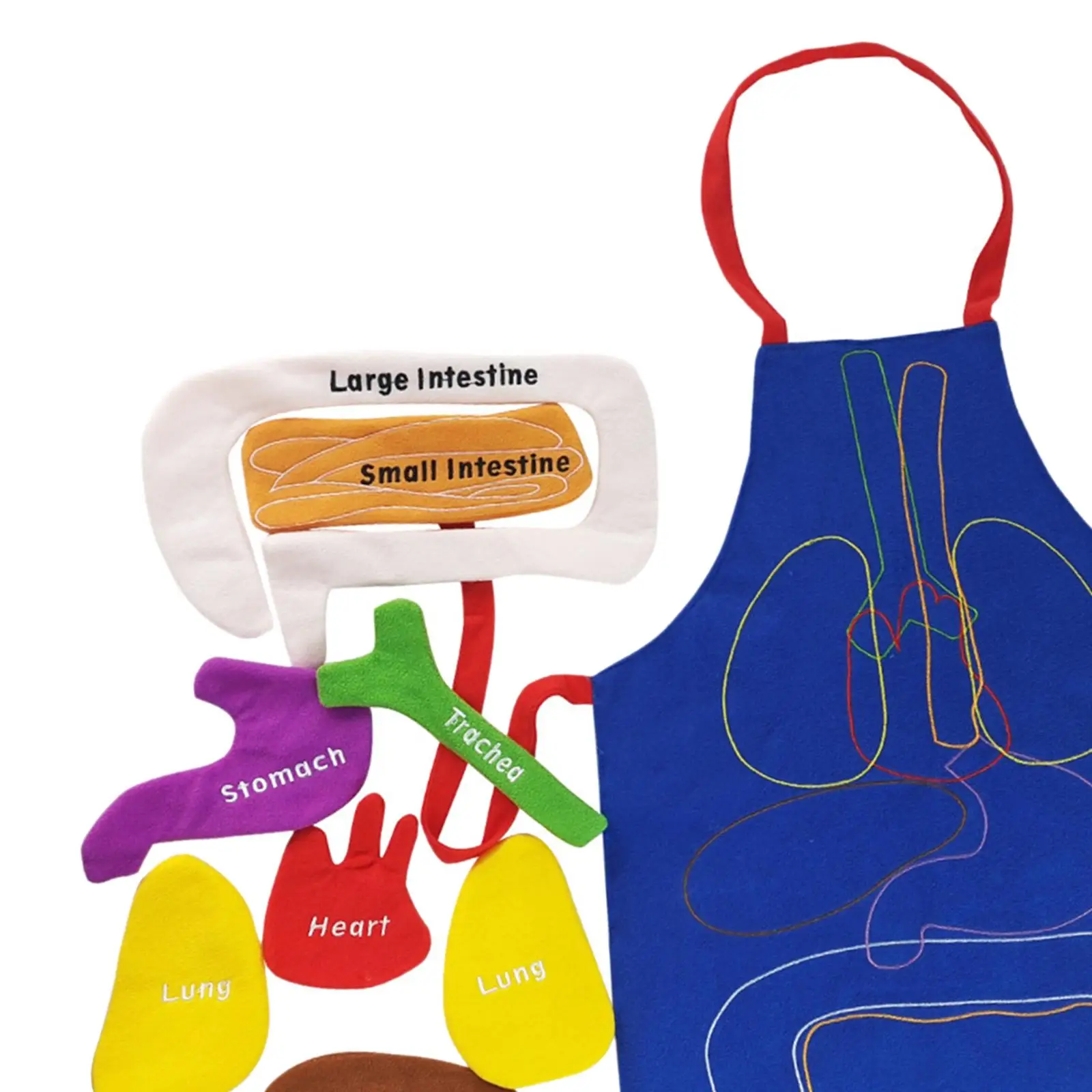 Anatomy Toy Organs Apron Three dimensional Educational Tool Toy Awareness Science Apron for School Preschool Kindergarten Home
Anatomy Toy Organs Apron Three dimensional Educational Tool Toy Awareness Science Apron for School Preschool Kindergarten Home