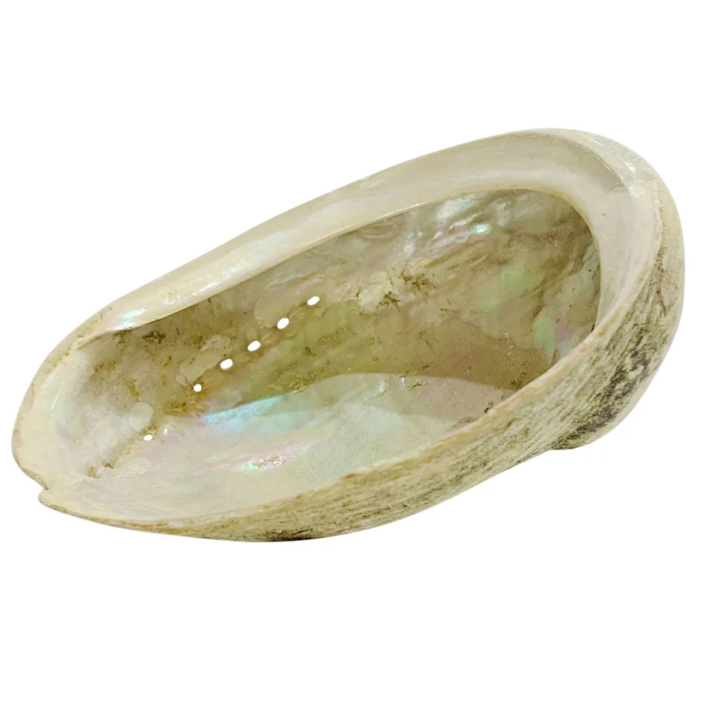 Shell Abalone Holder Burningnatural Grass Decor Seashell Ornament Bowl Burner Cone Smudge Rough Adorn Decors Offering Container
Shell Abalone Holder Burningnatural Grass Decor Seashell Ornament Bowl Burner Cone Smudge Rough Adorn Decors Offering Container