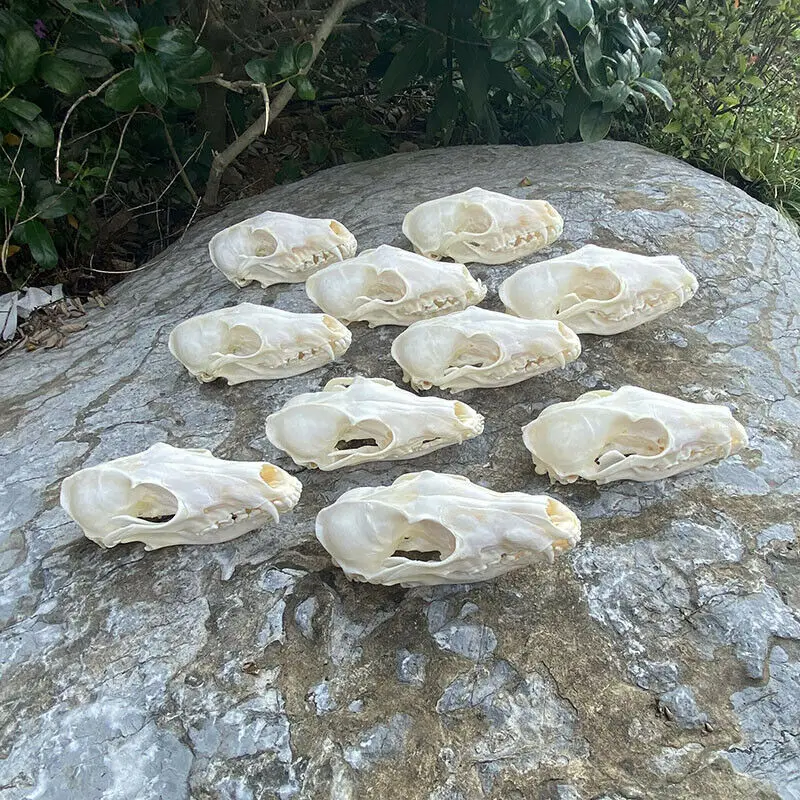 10pcs reality natural Fox Skull taxidermy real bone skeleton Christmas decoration gift CLEANED SKULL, JAWS, BONES, SKELETON
10pcs reality natural Fox Skull taxidermy real bone skeleton Christmas decoration gift CLEANED SKULL, JAWS, BONES, SKELETON