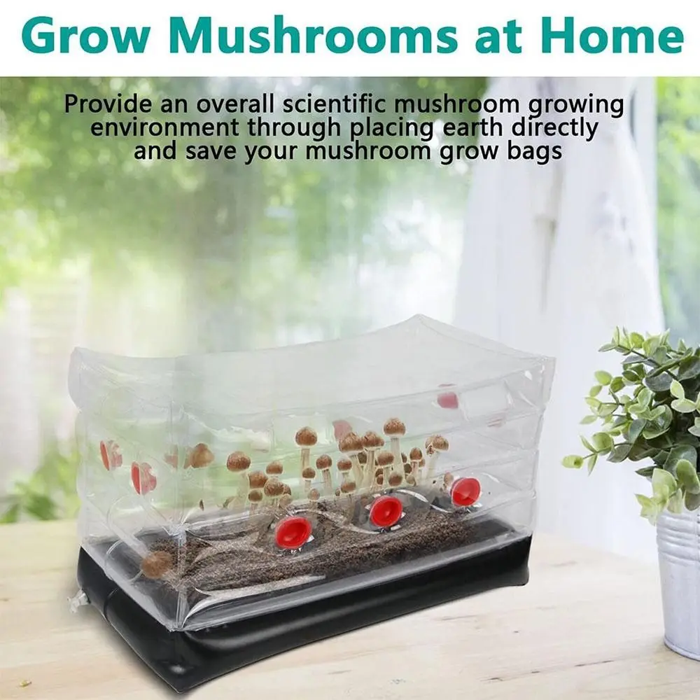 Rectangle With Plugs Inflatable Filters Mushroom Monotub Kit Mushroom Grow Bag Fresh Air Exchange Grow Bag
Rectangle With Plugs Inflatable Filters Mushroom Monotub Kit Mushroom Grow Bag Fresh Air Exchange Grow Bag