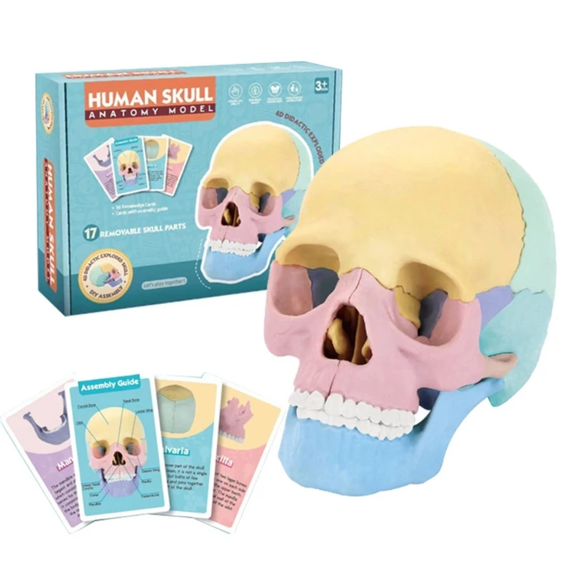 Human Skull Model For Anatomy Medical Skull Model Anatomy Skull Model For Study
Human Skull Model For Anatomy Medical Skull Model Anatomy Skull Model For Study