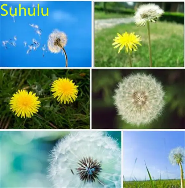 Новое поступление 2023, 100 шт., ароматизатор тараксакума, украшение для сада, фруктов, цветов, растений