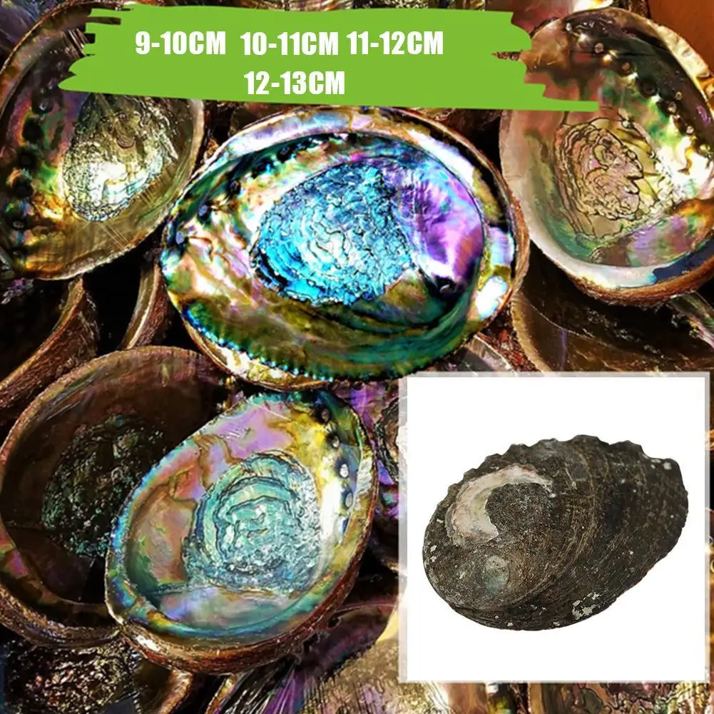 Natural Abalone Shell Primary Color Shell Decoraition Crafts Manufacturers Direct Batch Home Accessories Collection Ornaments
Natural Abalone Shell Primary Color Shell Decoraition Crafts Manufacturers Direct Batch Home Accessories Collection Ornaments