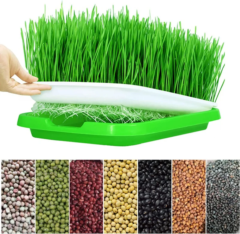 

1 Pc Green + White Seed Hydroponics Bean Sprouts Seedling Tray Grow Germination Nursery Dishes Tray Pot Plate 34*25*4.5Cm Home