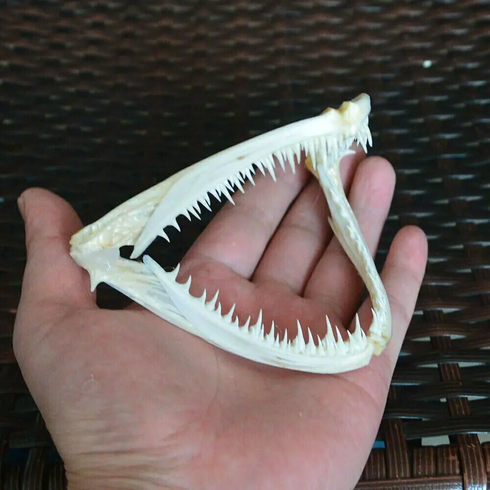 1pc Real Skull Anglerfish Fish Mouth Bone Animal Home Decor Specimen Collectibles Study Special Gifts
1pc Real Skull Anglerfish Fish Mouth Bone Animal Home Decor Specimen Collectibles Study Special Gifts