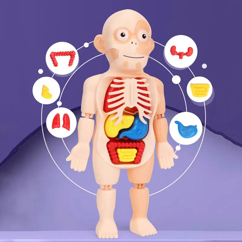 Baby Toys Puzzle Montessori Human Body Anatomy Model Child Toy Educational Assembled Body Organ Teaching Tool Child Toy Puzzles
Baby Toys Puzzle Montessori Human Body Anatomy Model Child Toy Educational Assembled Body Organ Teaching Tool Child Toy Puzzles
