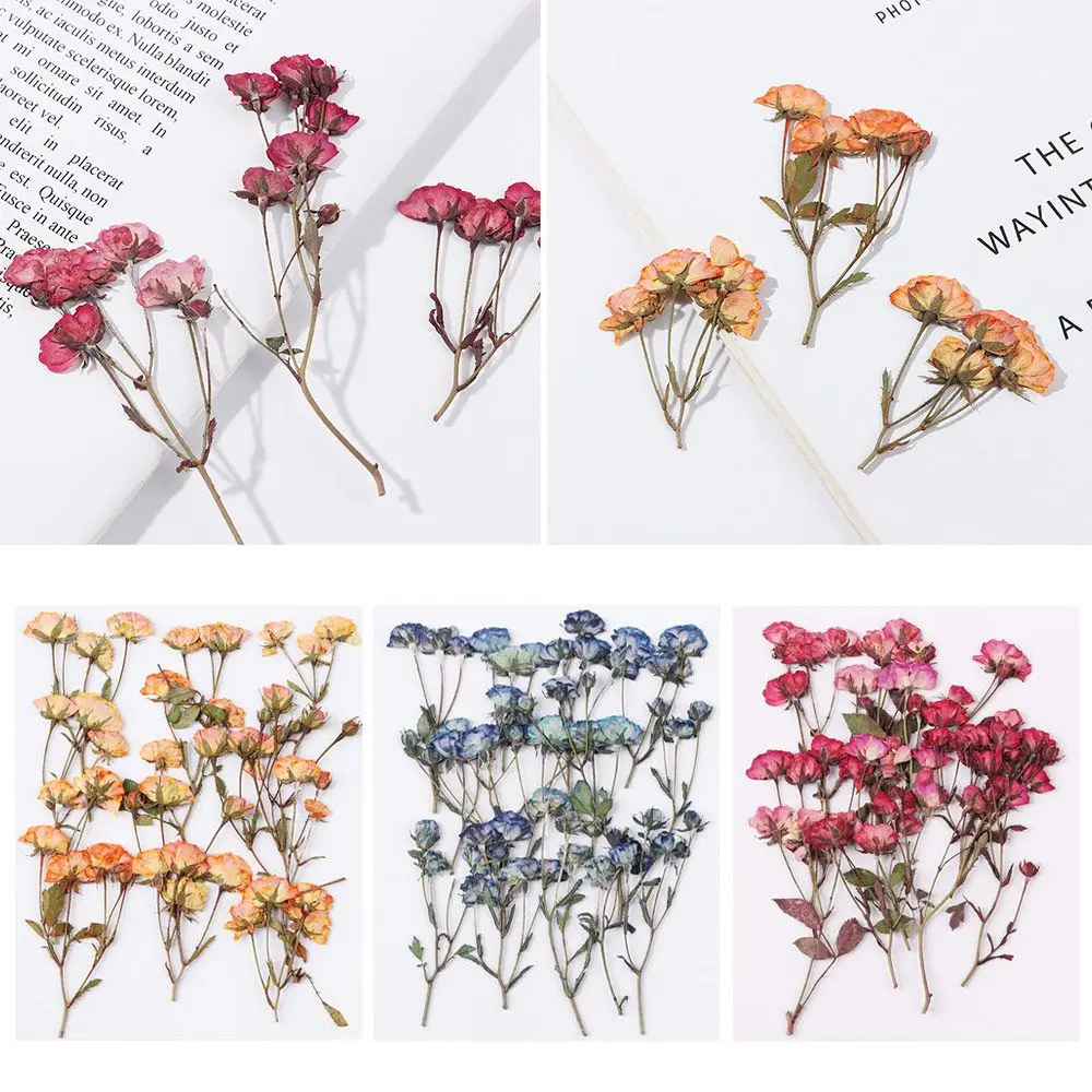 New Crafts Multi-purpose DIY Pressed Flowers Embossed Plant Real Dried Flowers Manual
New Crafts Multi-purpose DIY Pressed Flowers Embossed Plant Real Dried Flowers Manual