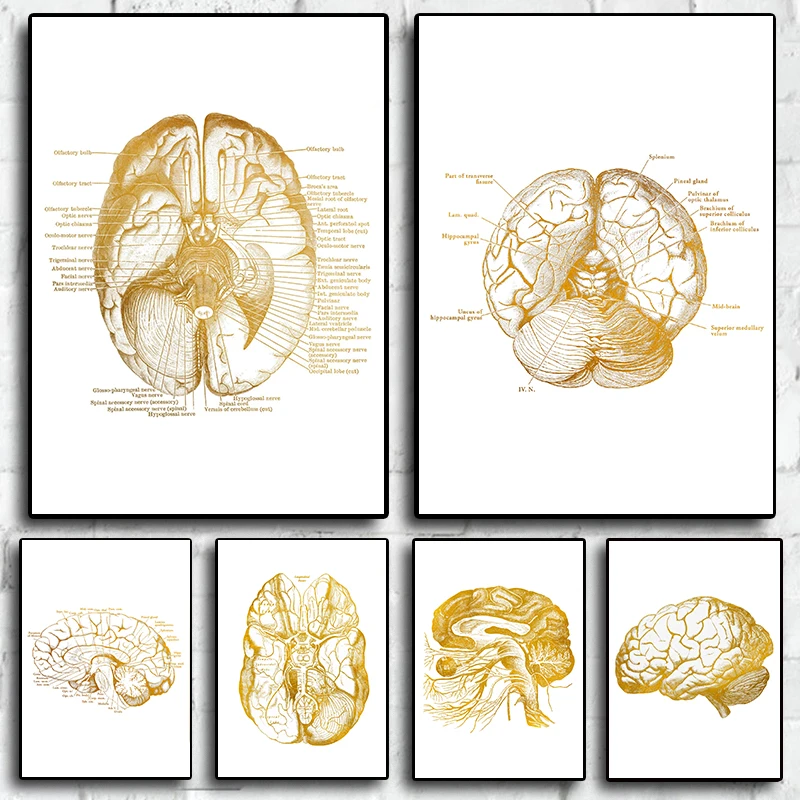 Neuroscience Foil Nursing Gifts Doctors Office Anatomy Wall Art Print Painting Home Decor For Living Room Decoration Posters
Neuroscience Foil Nursing Gifts Doctors Office Anatomy Wall Art Print Painting Home Decor For Living Room Decoration Posters
