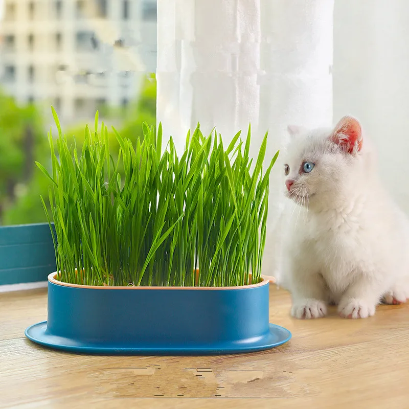 

Pet Cat Grass Digestion Growing Tray Starter Dish Greenhouse Hydroponics Plant Cat Grass Germination Nursery Pot Grow Box