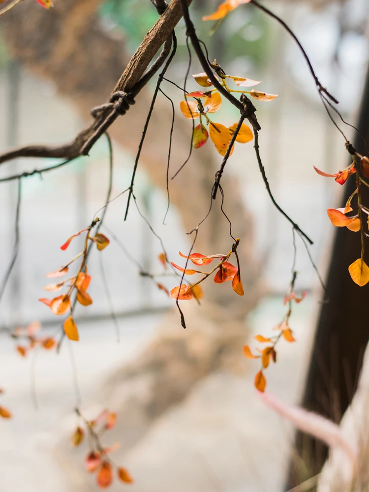 Autumn Wild Berry leaves Vine Simulation winding vine vertical branch Decorative floral Autumn Zen atmosphere
Autumn Wild Berry leaves Vine Simulation winding vine vertical branch Decorative floral Autumn Zen atmosphere