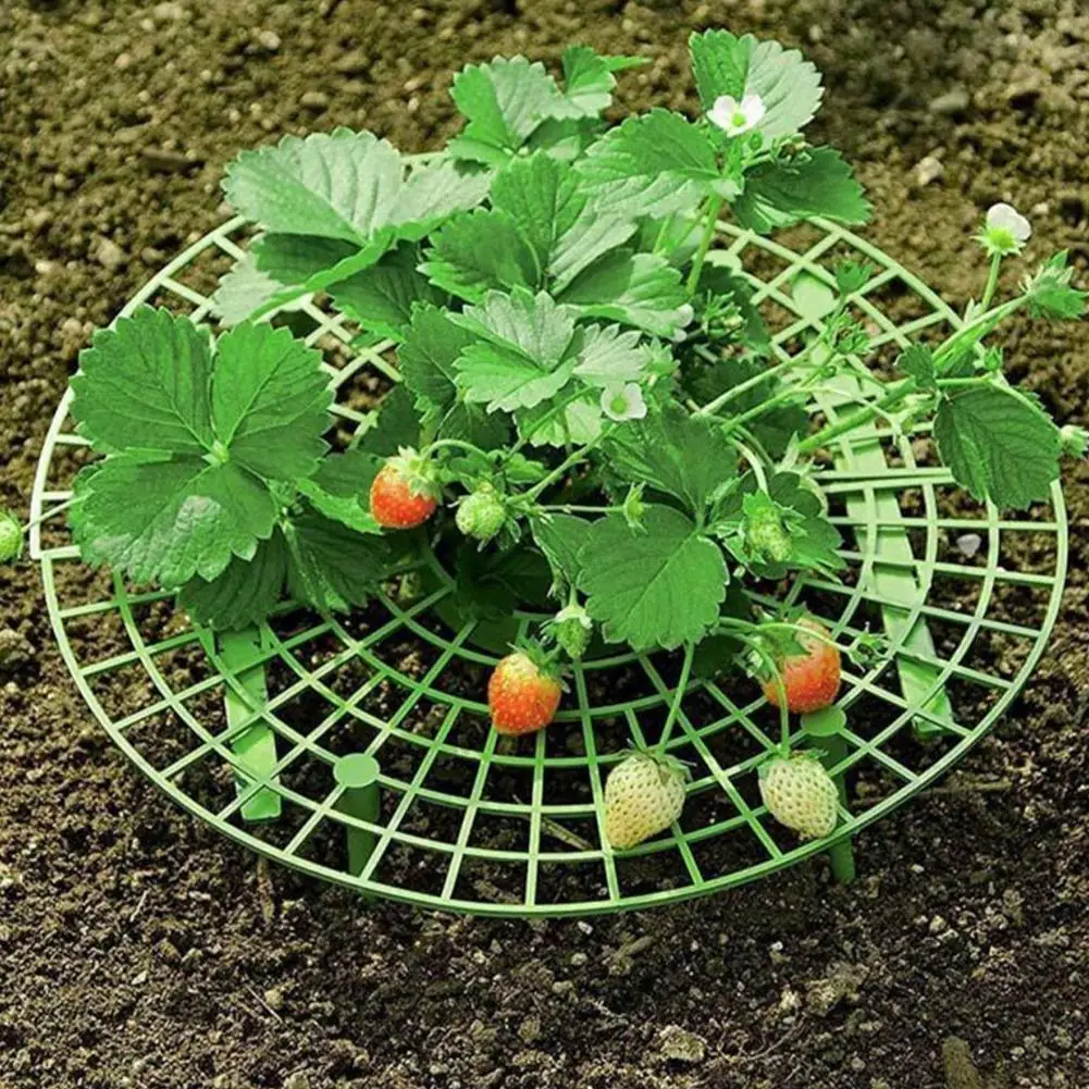 Strawberry Stand Plant Flower Climbing Vine Pillar Garden Stand Balcony Vegetable Fruit Stand Family Gardening DIY Tool
Strawberry Stand Plant Flower Climbing Vine Pillar Garden Stand Balcony Vegetable Fruit Stand Family Gardening DIY Tool