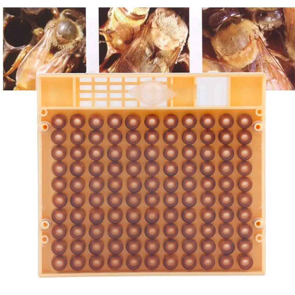 Beekeeping Catcher Cup Rearing System Plastic Bee Beekeeping Tools Cell Cage Complete Beekeeper Kit Catcher Box Cups Apicul E5v4
Beekeeping Catcher Cup Rearing System Plastic Bee Beekeeping Tools Cell Cage Complete Beekeeper Kit Catcher Box Cups Apicul E5v4