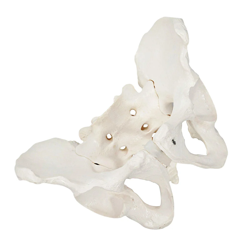 Model Pelvic Pelvis Anatomy Female Womenanatomicalbody Human Trainingmodelsdoctor Practice Flexible Educational Kids Scientific
Model Pelvic Pelvis Anatomy Female Womenanatomicalbody Human Trainingmodelsdoctor Practice Flexible Educational Kids Scientific