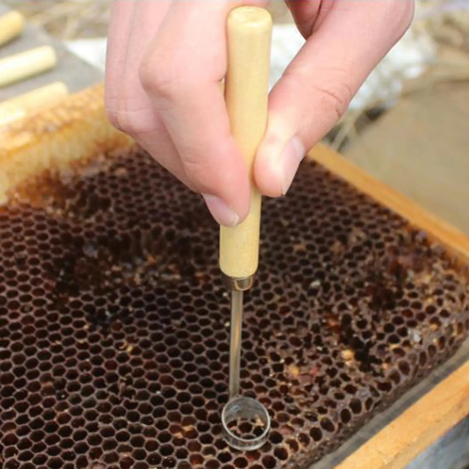 Beekeeping BeeHive Tools Beehive Cleaning Scraper Functional Honey Remover Beekeepers Supplies for Beekeeper Garden Equipment
Beekeeping BeeHive Tools Beehive Cleaning Scraper Functional Honey Remover Beekeepers Supplies for Beekeeper Garden Equipment