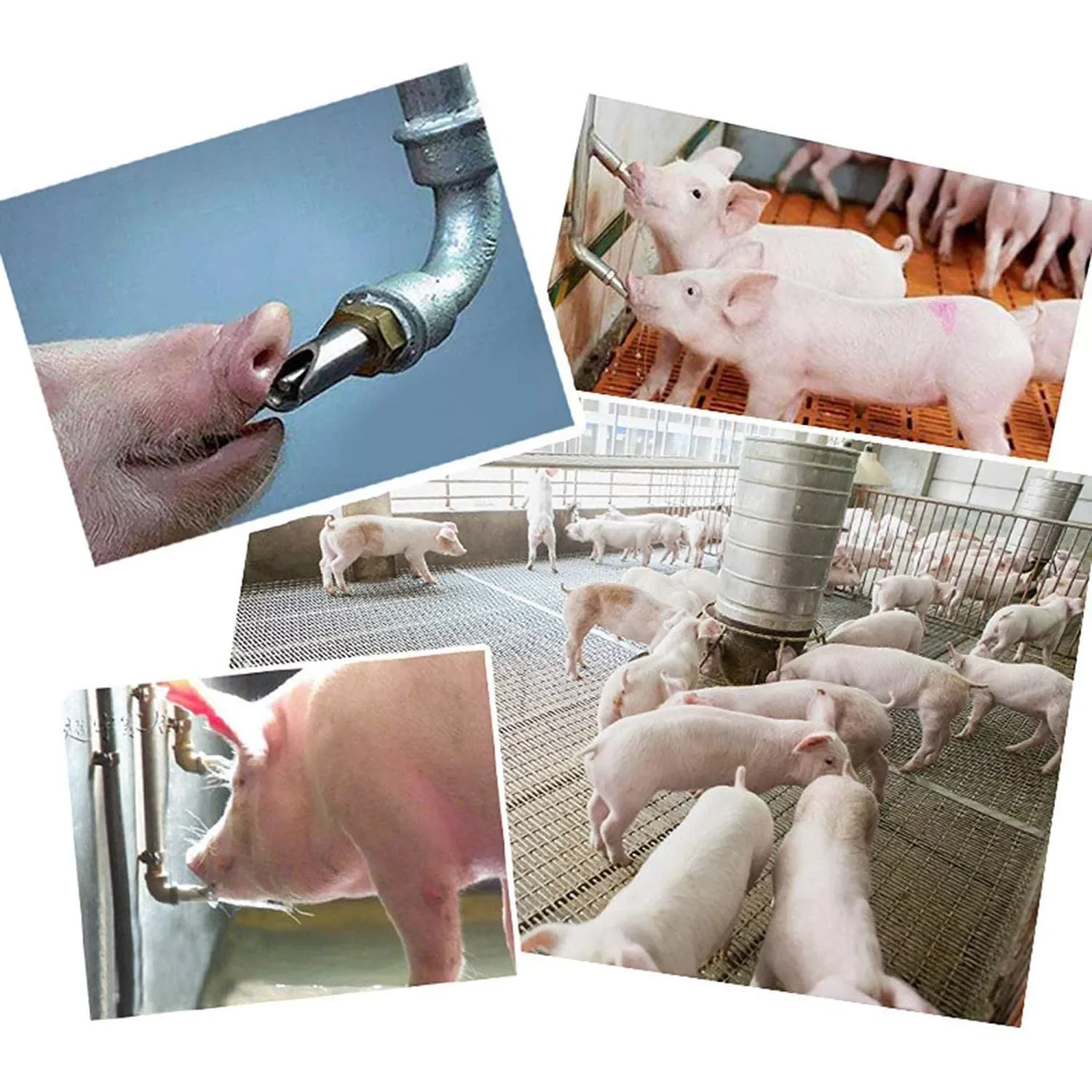 2022JMT Stainless Steel Automatic Pig Nipple Pig Nipple Waterer Hog Nipple Waterer Drinker Feeder For Piglet Sow Drinking
2022JMT Stainless Steel Automatic Pig Nipple Pig Nipple Waterer Hog Nipple Waterer Drinker Feeder For Piglet Sow Drinking
