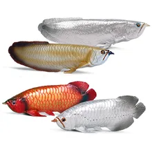 Solid Simulation Freshwater Fish Carp Arowana Arowana Arowana Marine Toy Model Ornaments