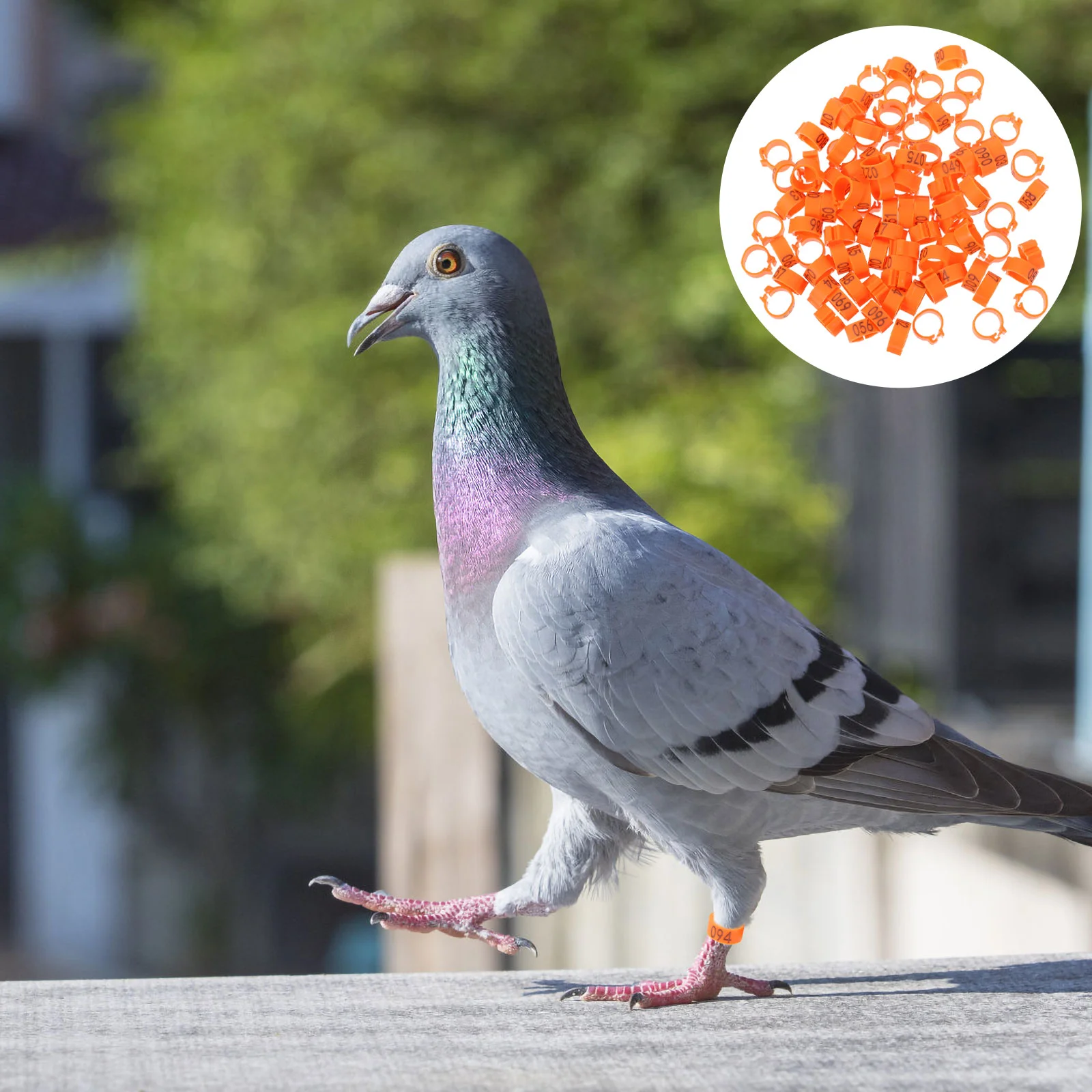 Leg Bands Pigeon Rings Bird Chicken Ring Foot Tags Poultry Supplies Quail Identification Clip Duck Chicks Legs Feet Pet Numbered
Leg Bands Pigeon Rings Bird Chicken Ring Foot Tags Poultry Supplies Quail Identification Clip Duck Chicks Legs Feet Pet Numbered