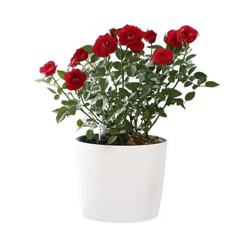 Lazy Round Plastic Flower Pot Creative Display Water Level Indoor And Outdoor Automatic Absorbent Water Cultivation Green Plants
Lazy Round Plastic Flower Pot Creative Display Water Level Indoor And Outdoor Automatic Absorbent Water Cultivation Green Plants