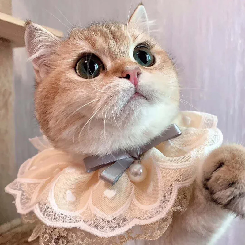 Ins Cosplay Cat Dog Puppy Lolita Collar Neckerchief Pet Kitten Lace Adiustable Floral Cats Necklace Photograph Neck Strap Scarf
Ins Cosplay Cat Dog Puppy Lolita Collar Neckerchief Pet Kitten Lace Adiustable Floral Cats Necklace Photograph Neck Strap Scarf
