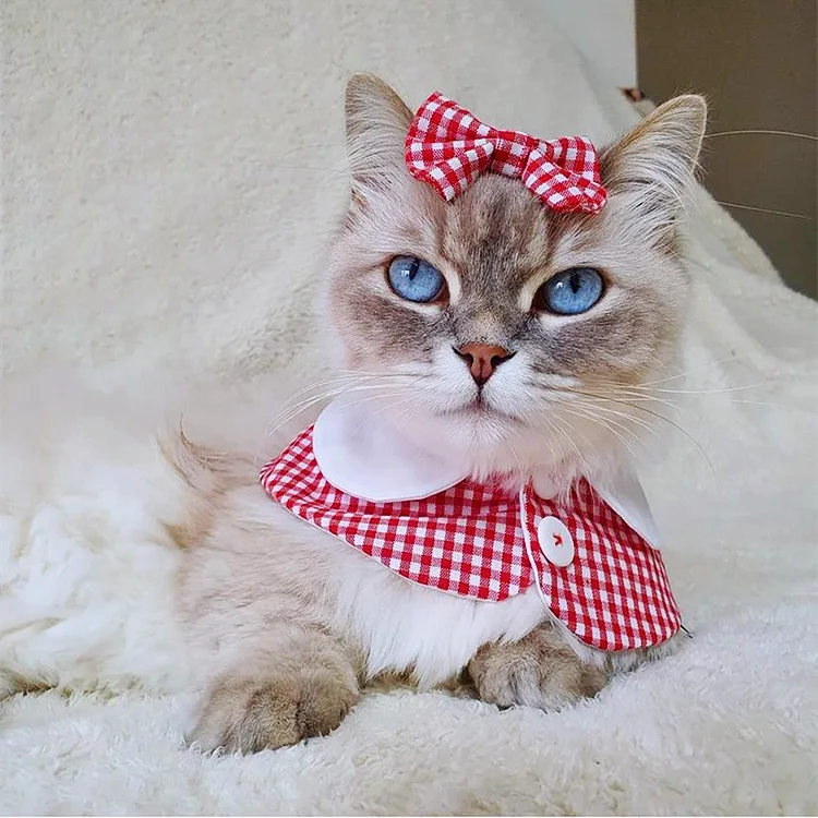 Трикотажная Шапочка ручной работы для домашних животных кошек собак
Трикотажная Шапочка ручной работы для домашних животных кошек собак