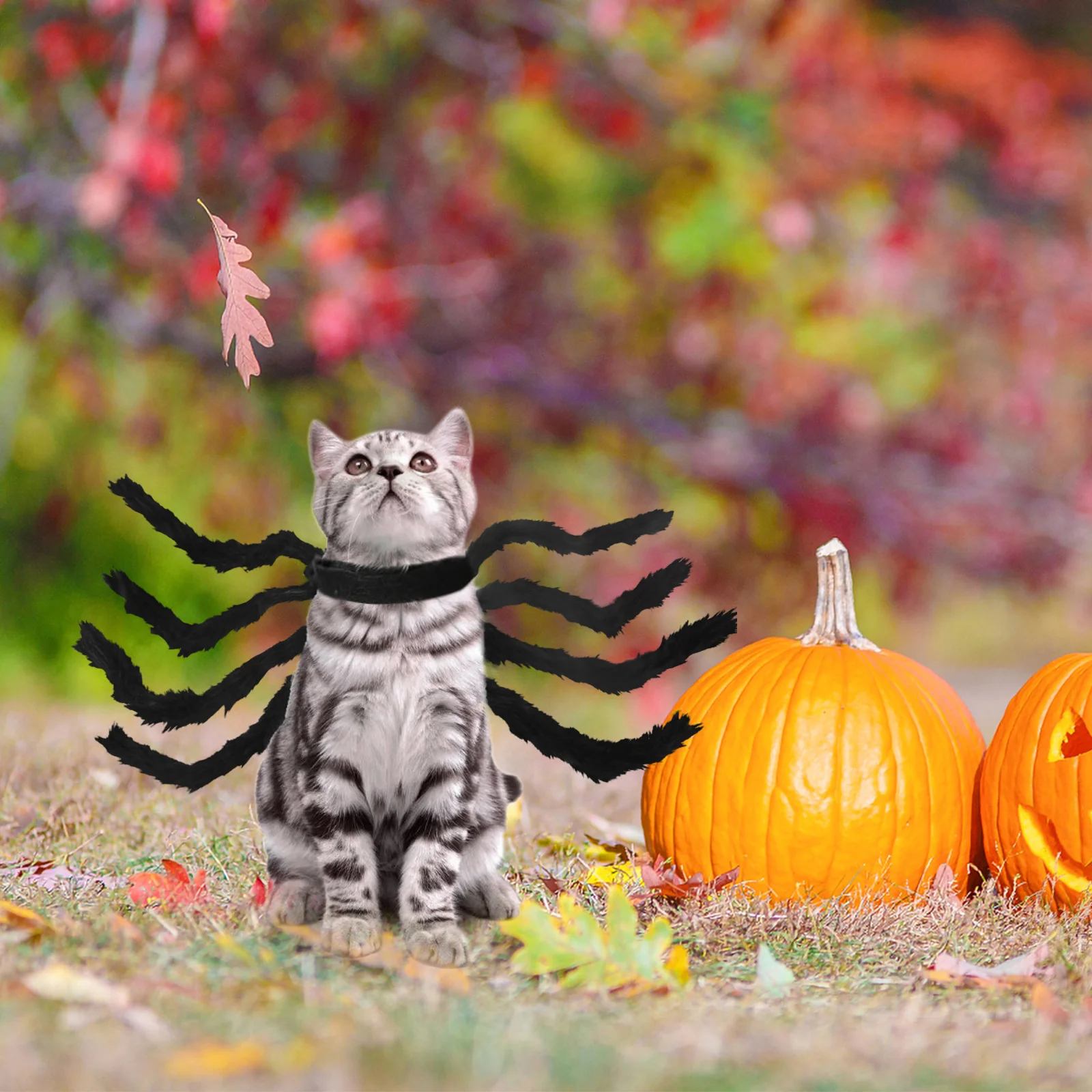 Halloween Pet Costume Novelty Spider Costume Prop Pet Spider Costume Carnival Pet Cosplay(M)
Halloween Pet Costume Novelty Spider Costume Prop Pet Spider Costume Carnival Pet Cosplay(M)