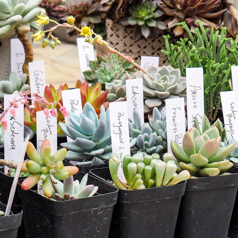 100pcs Plastic Plant Label Plant Insertion Sign Identification Sign Flower Species Classification Label Marking Tool Garden Part
100pcs Plastic Plant Label Plant Insertion Sign Identification Sign Flower Species Classification Label Marking Tool Garden Part