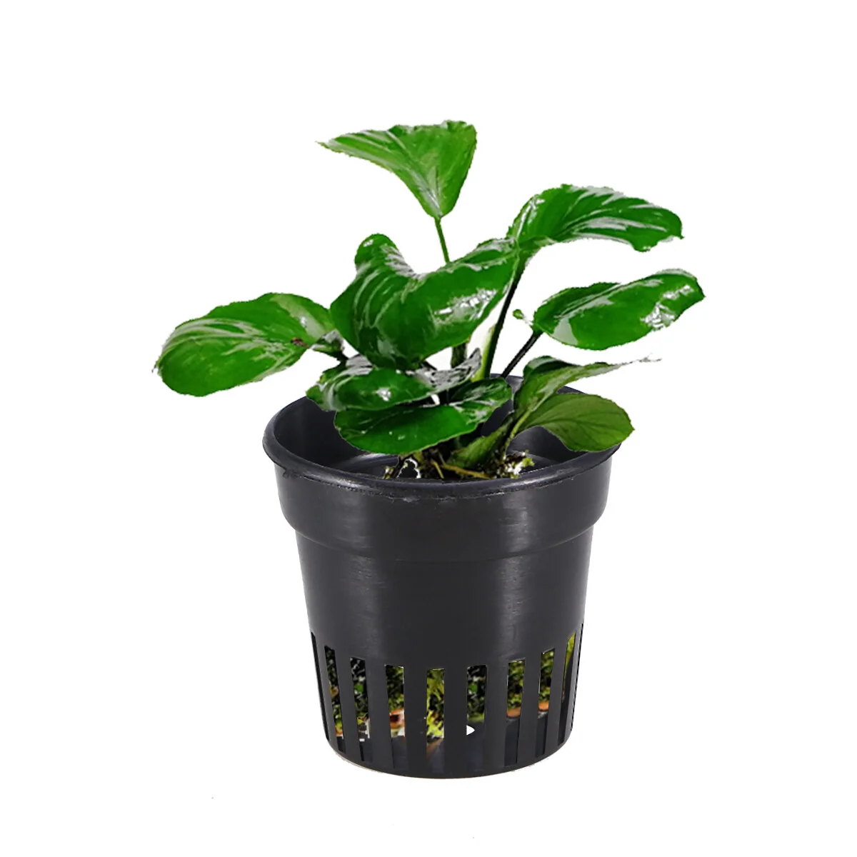 6 Pcs Cups Nursery Pot Garden Net Hydroponic Planter Fish Tank Plastic Pots Box
6 Pcs Cups Nursery Pot Garden Net Hydroponic Planter Fish Tank Plastic Pots Box