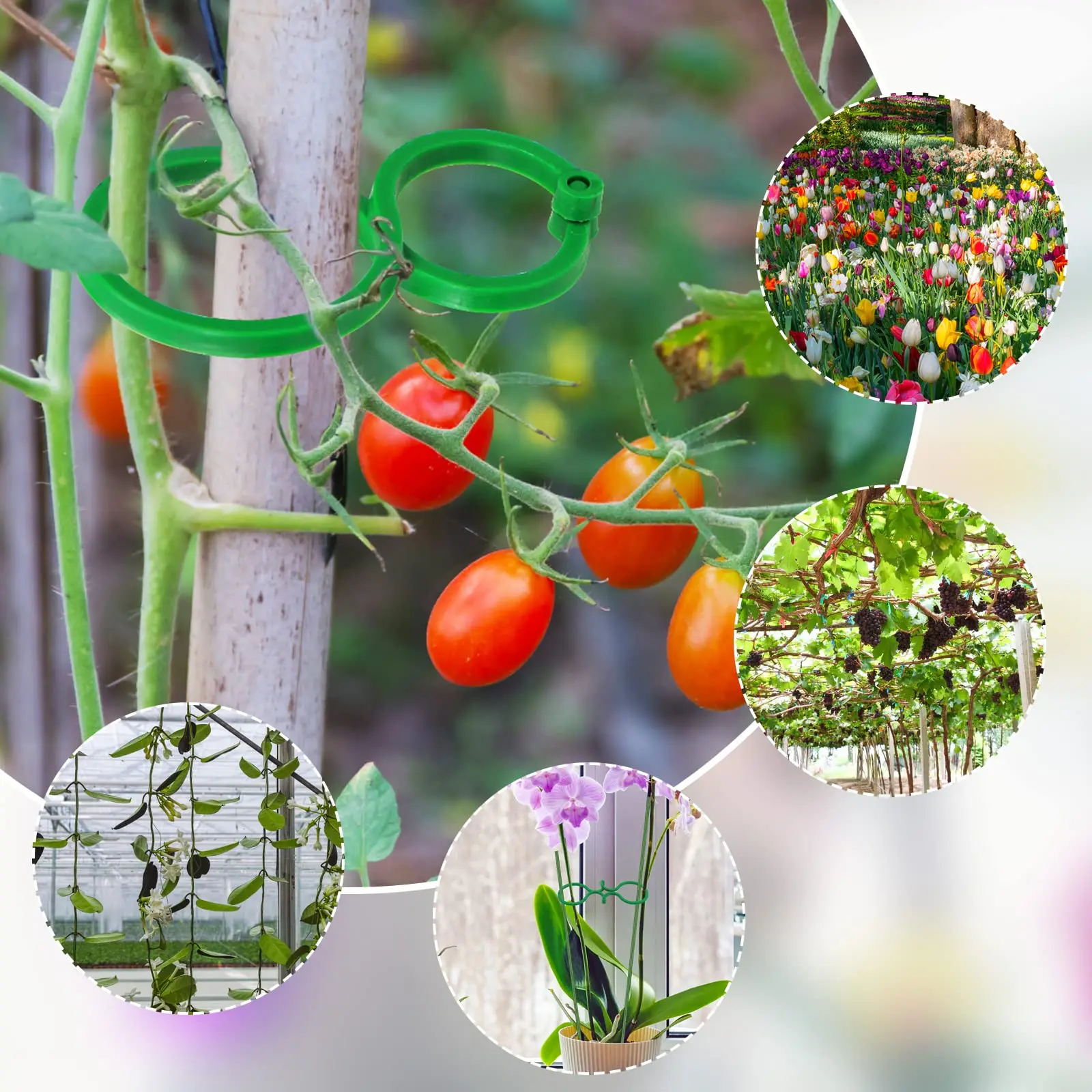 100/200 Pcs Garden Plant Vegetable Tomato Clips Vine Flower Clips Support Securing Binding Tie Growth Tomato Fixing Clips Device
100/200 Pcs Garden Plant Vegetable Tomato Clips Vine Flower Clips Support Securing Binding Tie Growth Tomato Fixing Clips Device