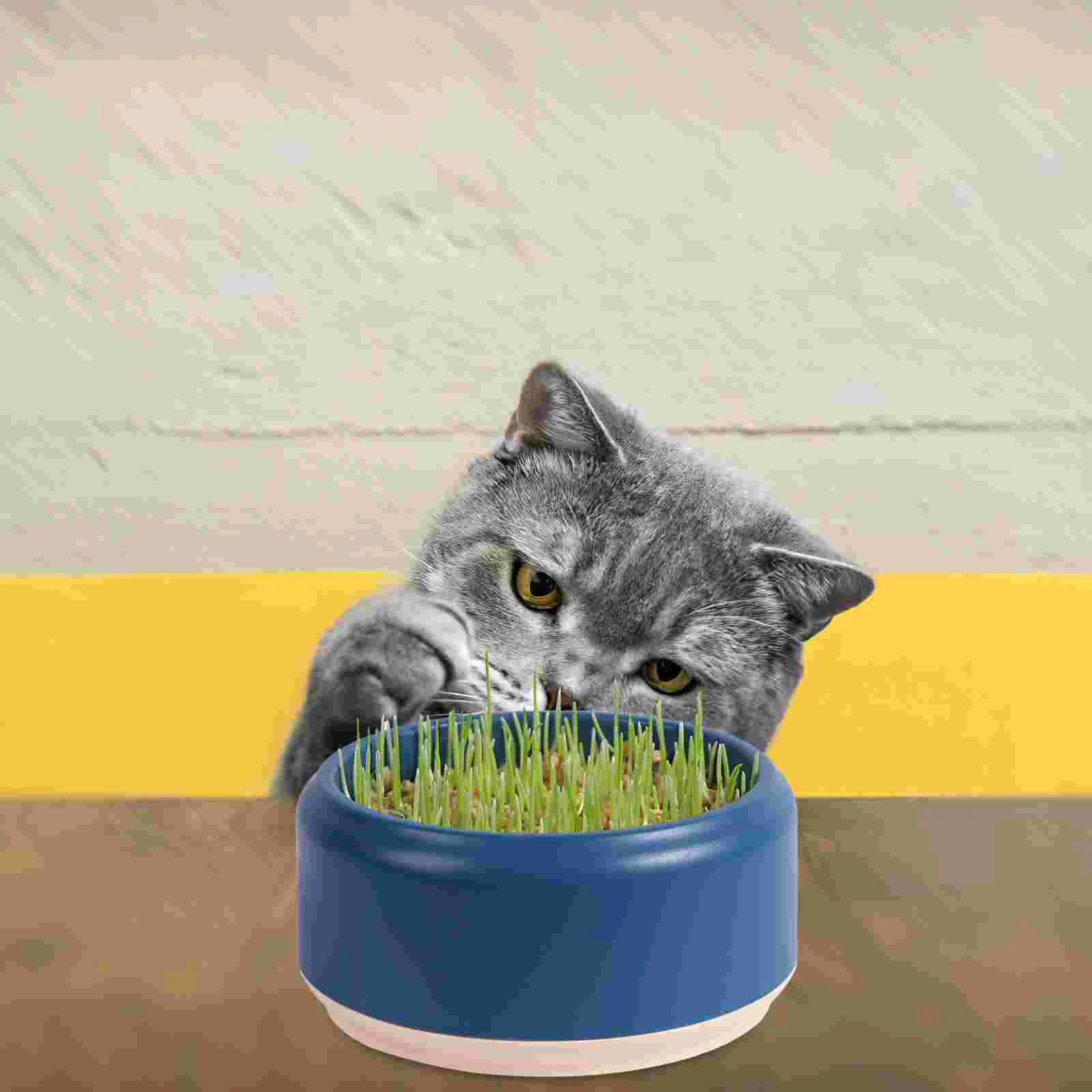 Cat Catnip Planter Cat Grass Planting Box Soilless Catnip Box Hydroponics Planting Tray
Cat Catnip Planter Cat Grass Planting Box Soilless Catnip Box Hydroponics Planting Tray