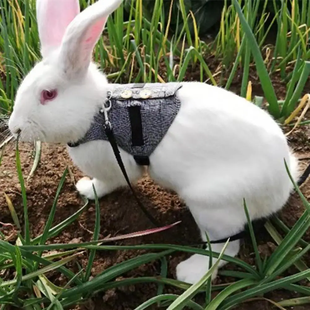 Useful Rabbit Harness Comfortable Walking Safety 3 Sizes Bite-resistant Chest Strap
Useful Rabbit Harness Comfortable Walking Safety 3 Sizes Bite-resistant Chest Strap