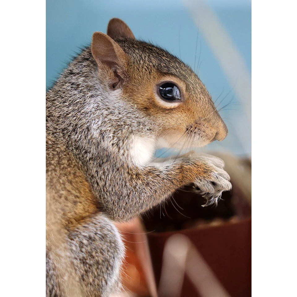 Алмазная 5D картина «сделай сам» с изображением белки стразы, Набор для вышивки крестиком, алмазная вышивка, мозаика, подарок, домашний декор
Алмазная 5D картина «сделай сам» с изображением белки стразы, Набор для вышивки крестиком, алмазная вышивка, мозаика, подарок, домашний декор