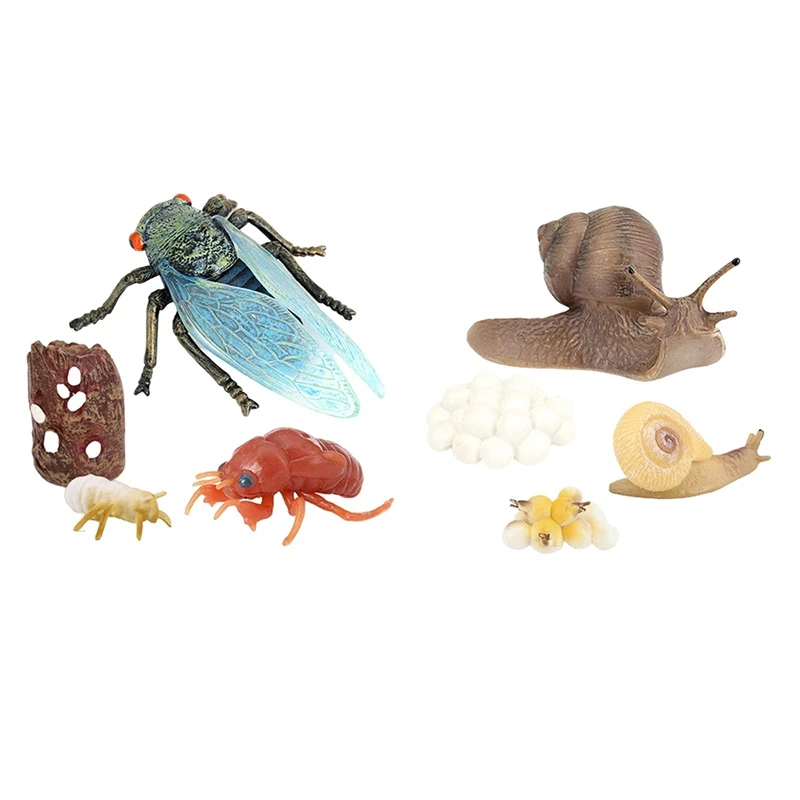 -8Pcs Simulation Cicada And Snail Insect Life Cycle Model Animals Growth Cycle Insect Life Cycle Science Educational Toys
-8Pcs Simulation Cicada And Snail Insect Life Cycle Model Animals Growth Cycle Insect Life Cycle Science Educational Toys