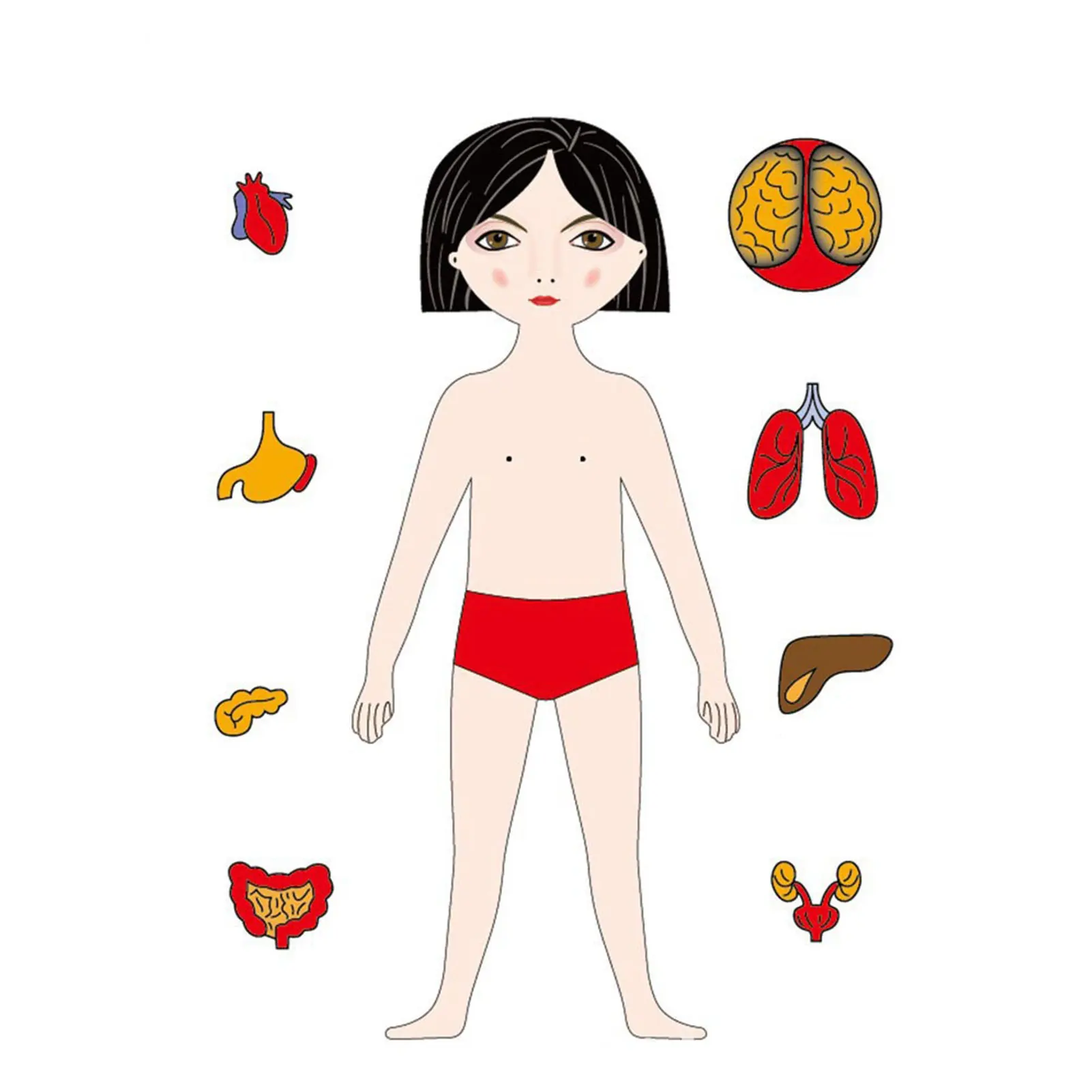 Human Body Puzzle Educational Human Body Puzzle For Kids Montessori Human Body Puzzles For Children 3 Gift Toys For Boy And Girl
Human Body Puzzle Educational Human Body Puzzle For Kids Montessori Human Body Puzzles For Children 3 Gift Toys For Boy And Girl