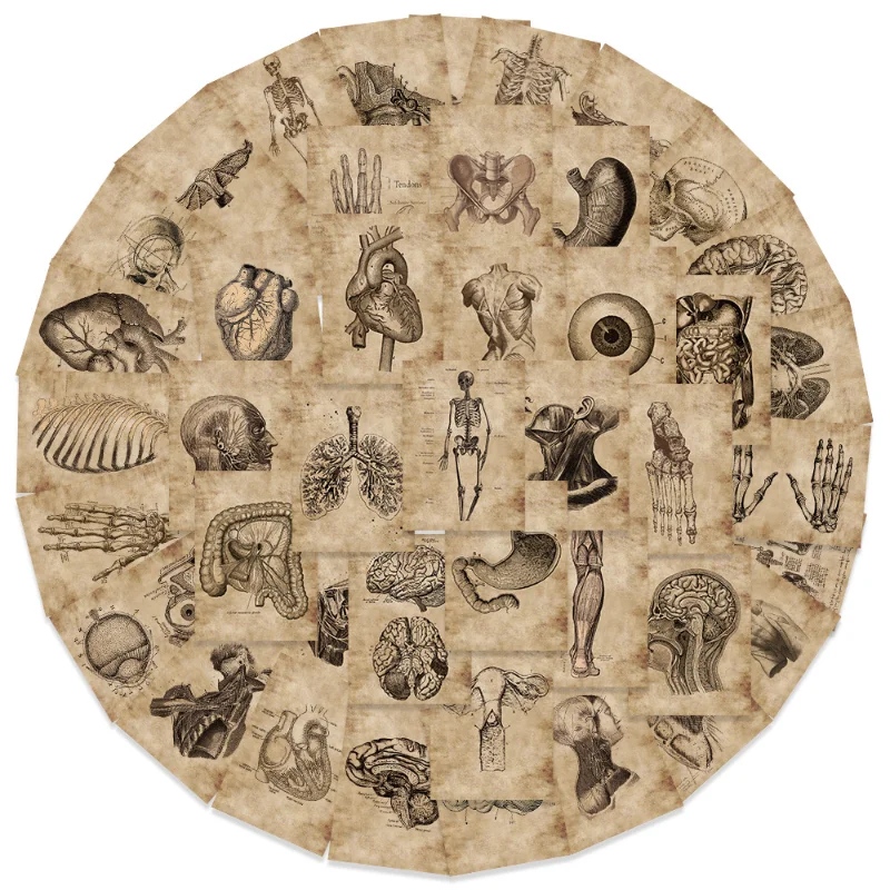 Набор стикеров анатомии 56 шт.
Набор стикеров анатомии 56 шт.