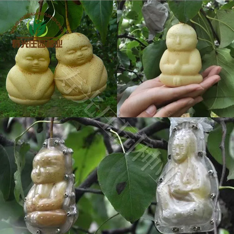 Garden Fruit Styling Mold Square Watermelon Strawberry Cucumber Apple Growth Styling Die Heart Shaped Gourd Mould Fruit Tree
Garden Fruit Styling Mold Square Watermelon Strawberry Cucumber Apple Growth Styling Die Heart Shaped Gourd Mould Fruit Tree