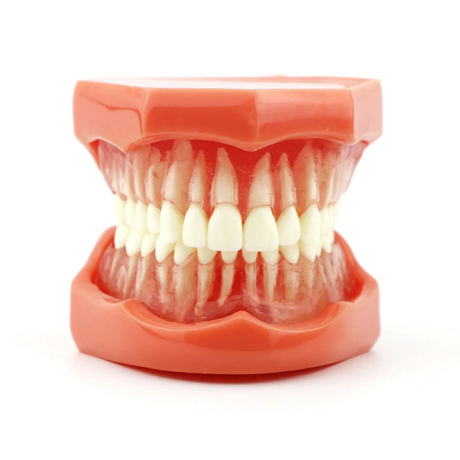 Dental Teaching Removable Teeth Model Adult Standard Typodont Demonstration 7005
Dental Teaching Removable Teeth Model Adult Standard Typodont Demonstration 7005