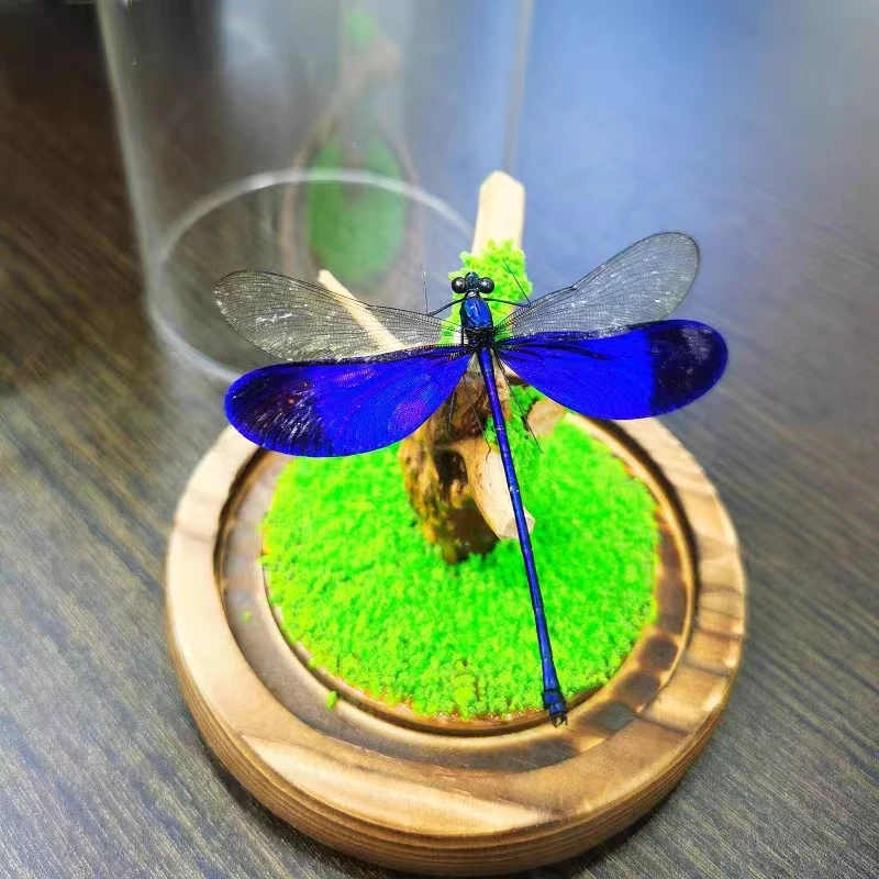 

Real insect Dragonfly cicada butterfly specimen boxed popular science teaching photography props student birthday gift