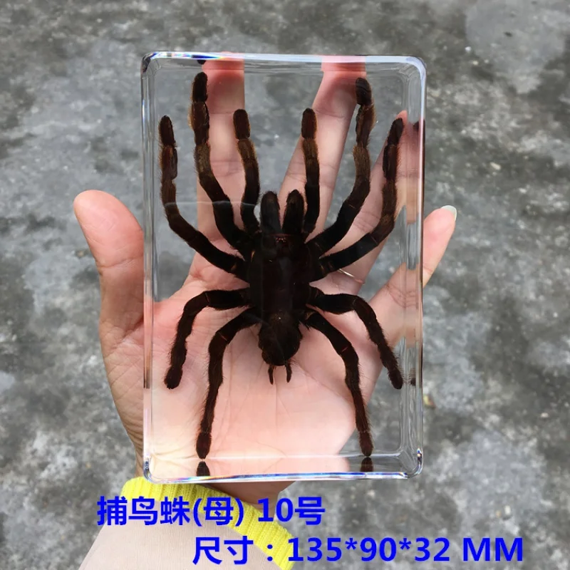 Teaching true small animals spider resin true insect bird-catching Spider Garden Spider
Teaching true small animals spider resin true insect bird-catching Spider Garden Spider