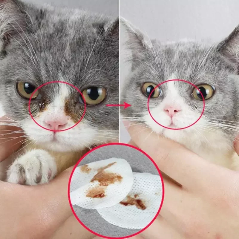 Pet Dog Cleaning Pads Facial Paper Towels Pet Eye Wet Wipes Cat Tear Stain Remover Cleaning Paper Towels Eye Wet Wipes
Pet Dog Cleaning Pads Facial Paper Towels Pet Eye Wet Wipes Cat Tear Stain Remover Cleaning Paper Towels Eye Wet Wipes