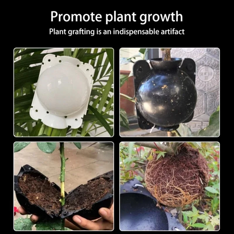 10pcs Plant Rooting Equipment High Pressure Propagation Ball Graft Box Breeding Case For Garden Graft Box Sapling
10pcs Plant Rooting Equipment High Pressure Propagation Ball Graft Box Breeding Case For Garden Graft Box Sapling